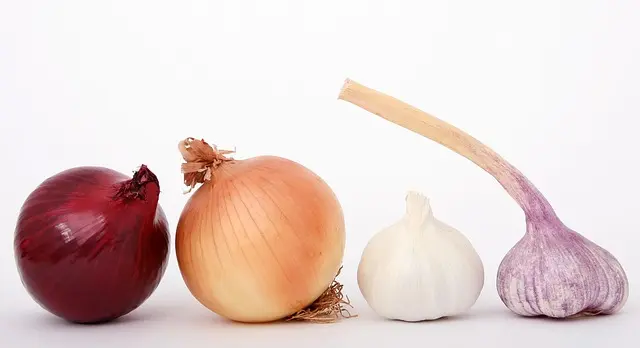 Les Saveurs Rustiques de la Provence : Plats et Ingrédients à Connaître