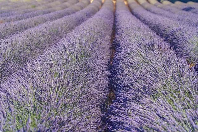 Les meilleures recettes à base d'herbes provençales