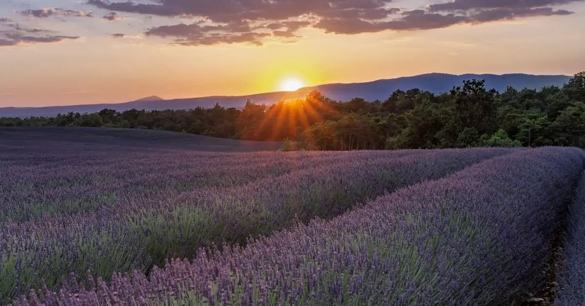 La lavande : Un arôme essentiel en cuisine provençale