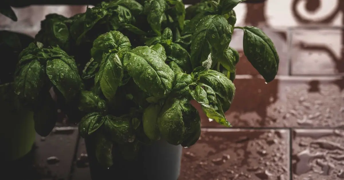Les bienfaits du basilic frais en cuisine provençale