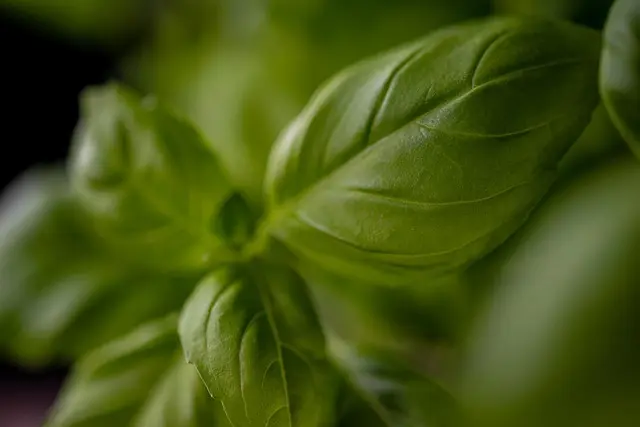 Les herbes aromatiques incontournables de la cuisine provençale