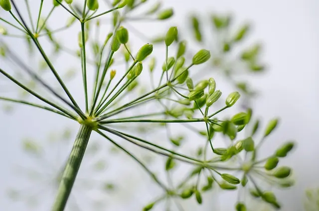 Les Secrets des Saveurs Provençales : Herbes et Épices à Connaître