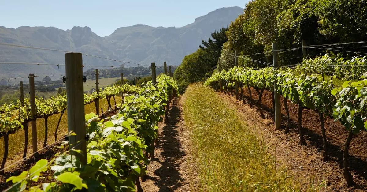 Château-Neuf-du-Pape : Un vin légendaire à savourer