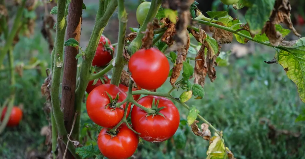 Les Variétés de Tomates Provençales : Saveurs et Recettes