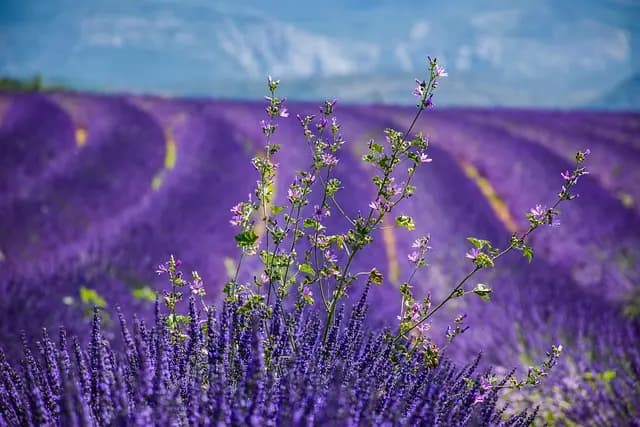 Les légumes de saison en Provence : Guide complet