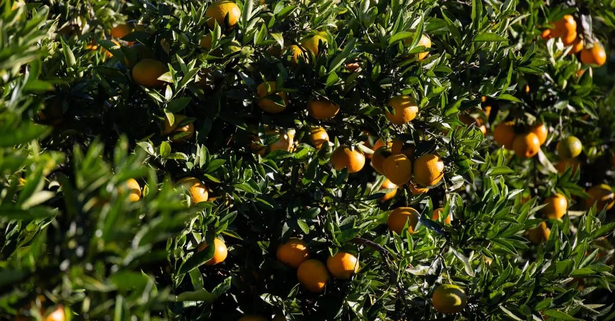 Les saveurs parfumées des agrumes en Provence
