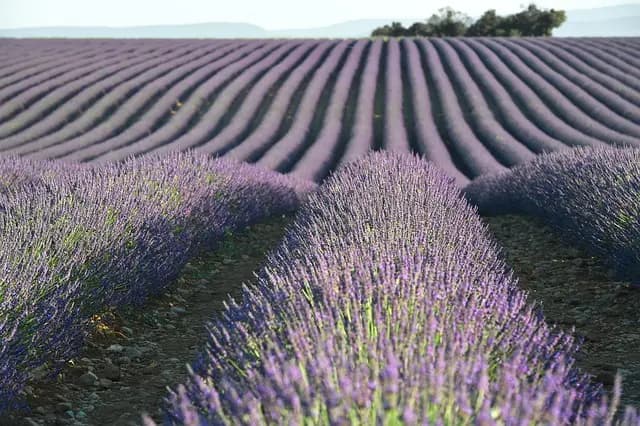 Les Herbes Aromatiques de Provence : Incontournables en Cuisine