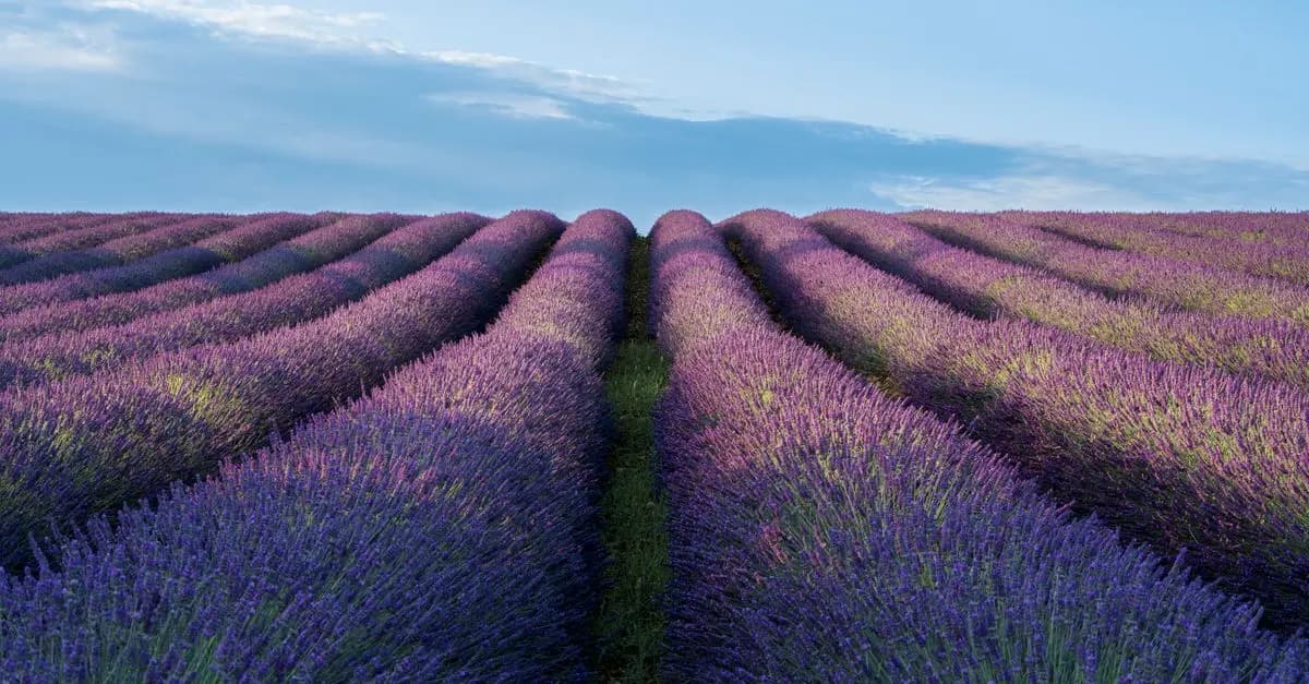 Huile d'olive AOP : Pourquoi choisir une AOP Provençale ?