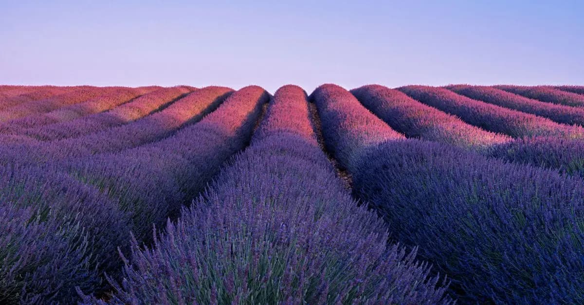 Aliments de saison en Provence : Quoi manger et quand