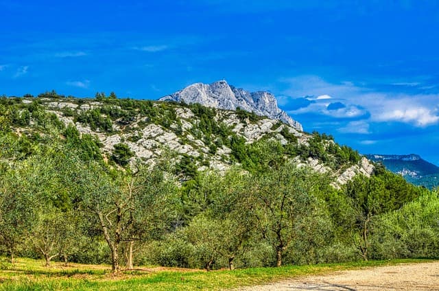 Les Saveurs Inestimables de l'Olivier en Provence